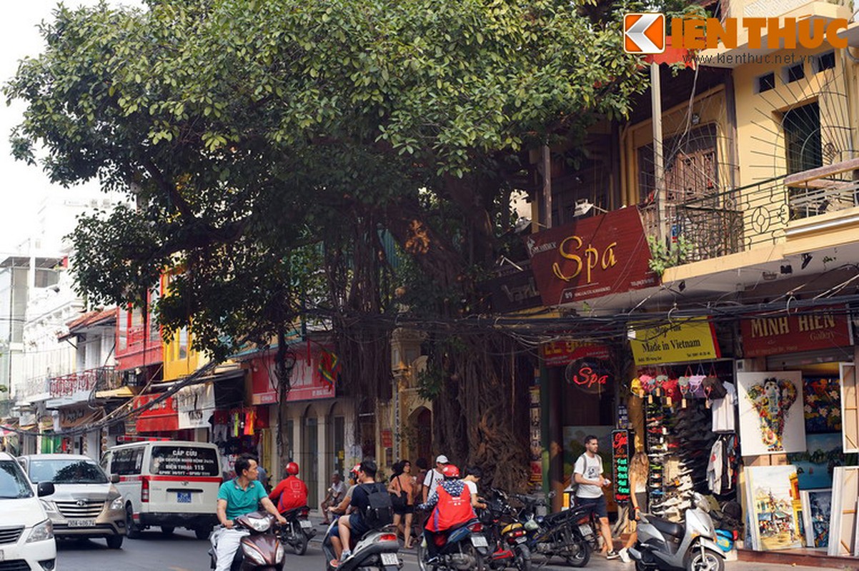 Ky la cay da tram tuoi trum len dinh co giua Ha Noi-Hinh-2