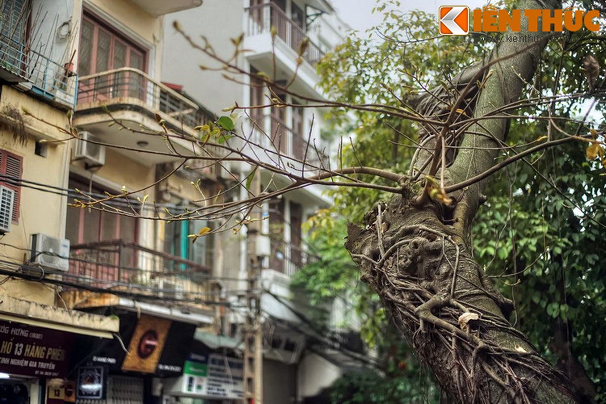 Pho hoa chat noi tieng Ha Noi tram nam truoc la pho nao?-Hinh-17