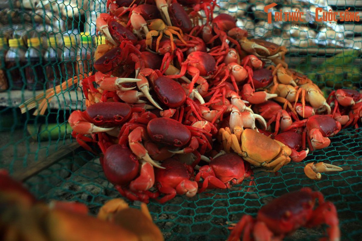 Can canh loai cua do tuoi nhu mau o Thanh Hoa