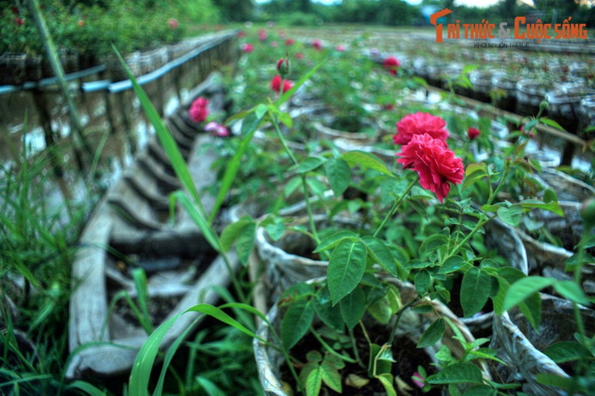 Lang ngam phong canh tuyet voi cua manh dat Dong Thap-Hinh-3