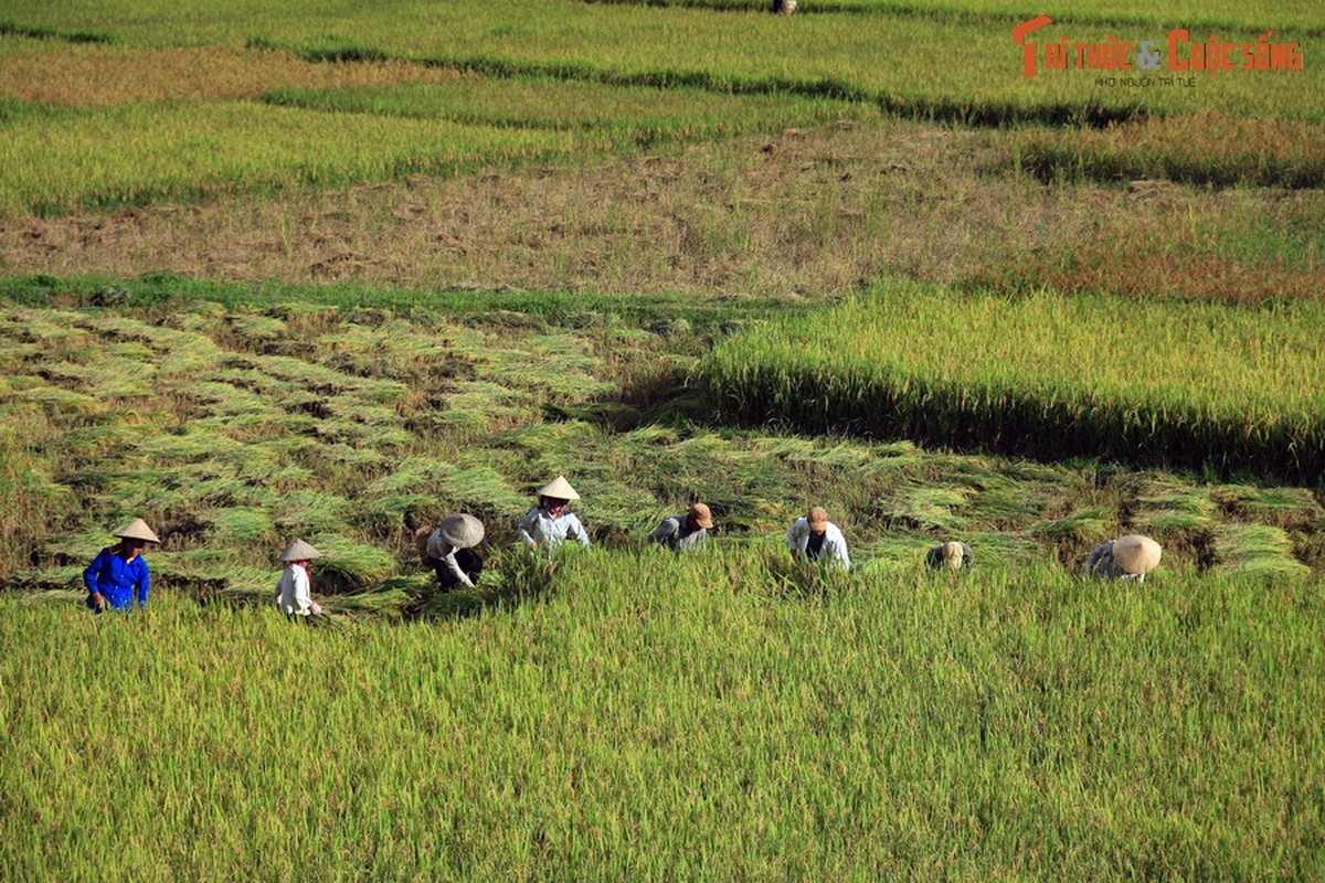 Ngan nguoi truoc phong canh tuyet voi o Sop Cop, Son La-Hinh-11