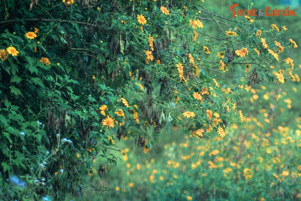 Lac loi trong sac hoa da quy o noi phong canh dep nhat Viet Nam-Hinh-7