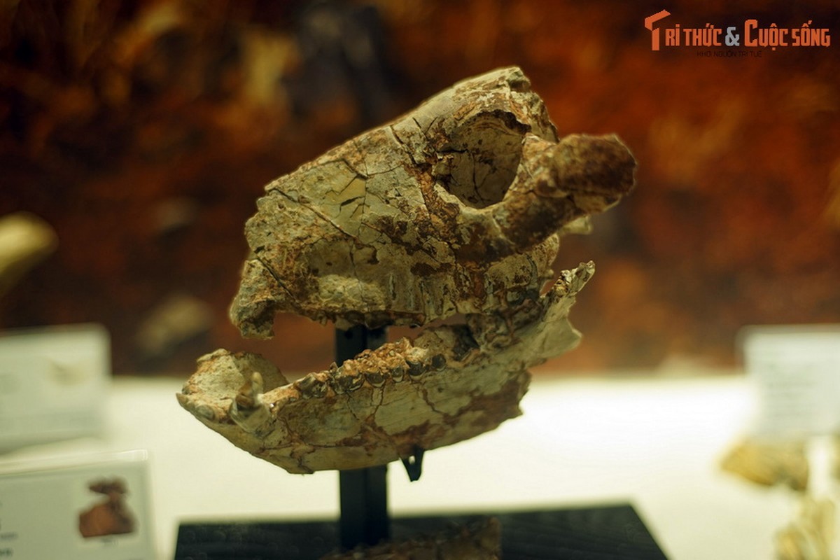 View - 	Chiêm ngưỡng bộ sưu tập hóa thạch đẳng cấp quốc tế ở Hà Nội