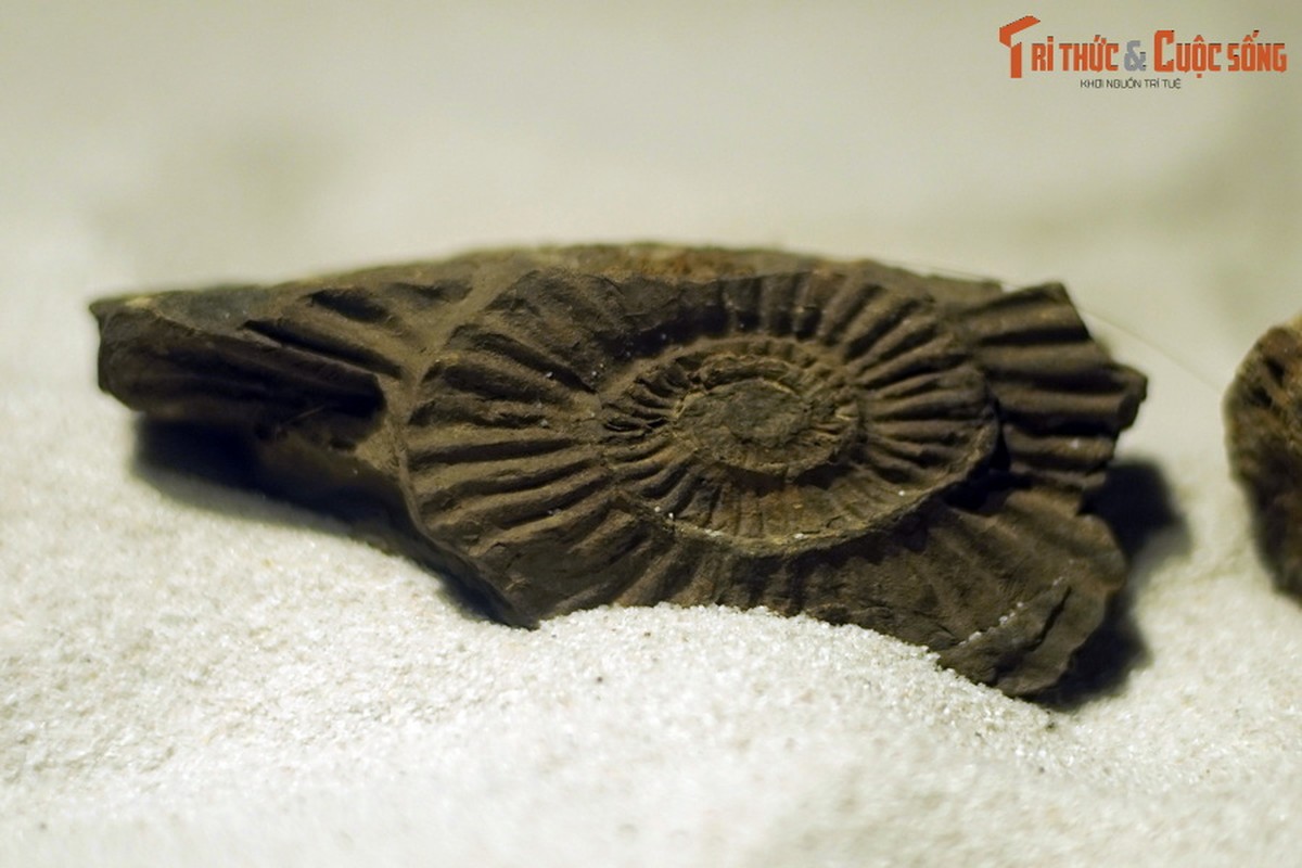 View - 	Soi hóa thạch trăm triệu tuổi của sừng thần Ammon ở Hà Nội