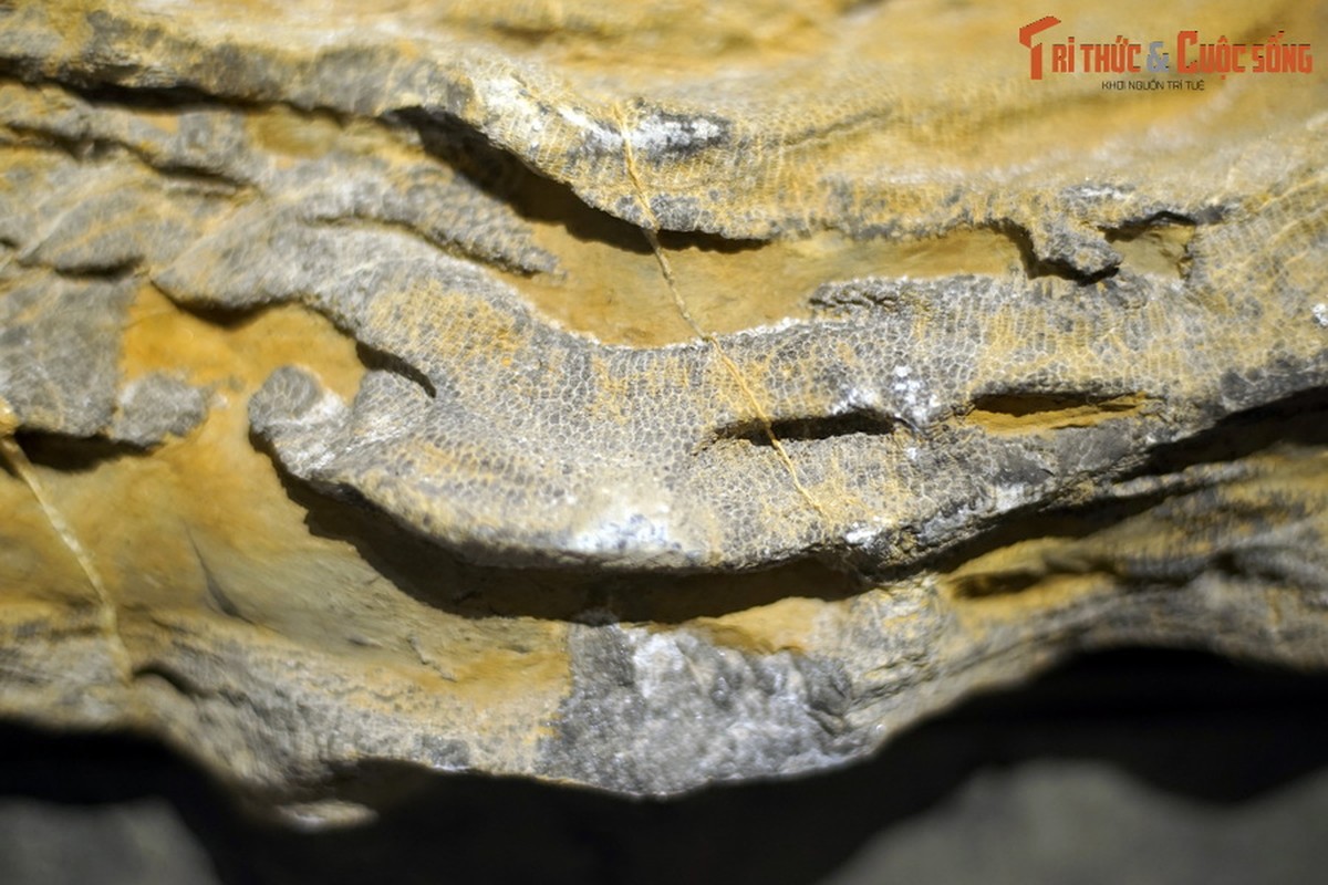 View - 	Ngắm hóa thạch quý được đề cử Bảo vật quốc gia Việt Nam