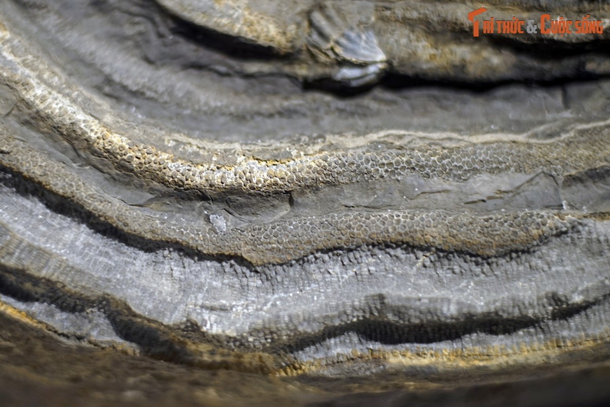 View - 	Ngắm hóa thạch quý được đề cử Bảo vật quốc gia Việt Nam