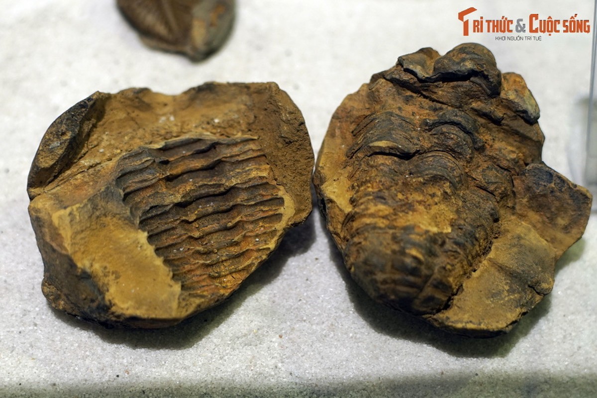 View - 	Ngắm bộ sưu tập hóa thạch bọ ba thùy cực quý ở Hà Nội