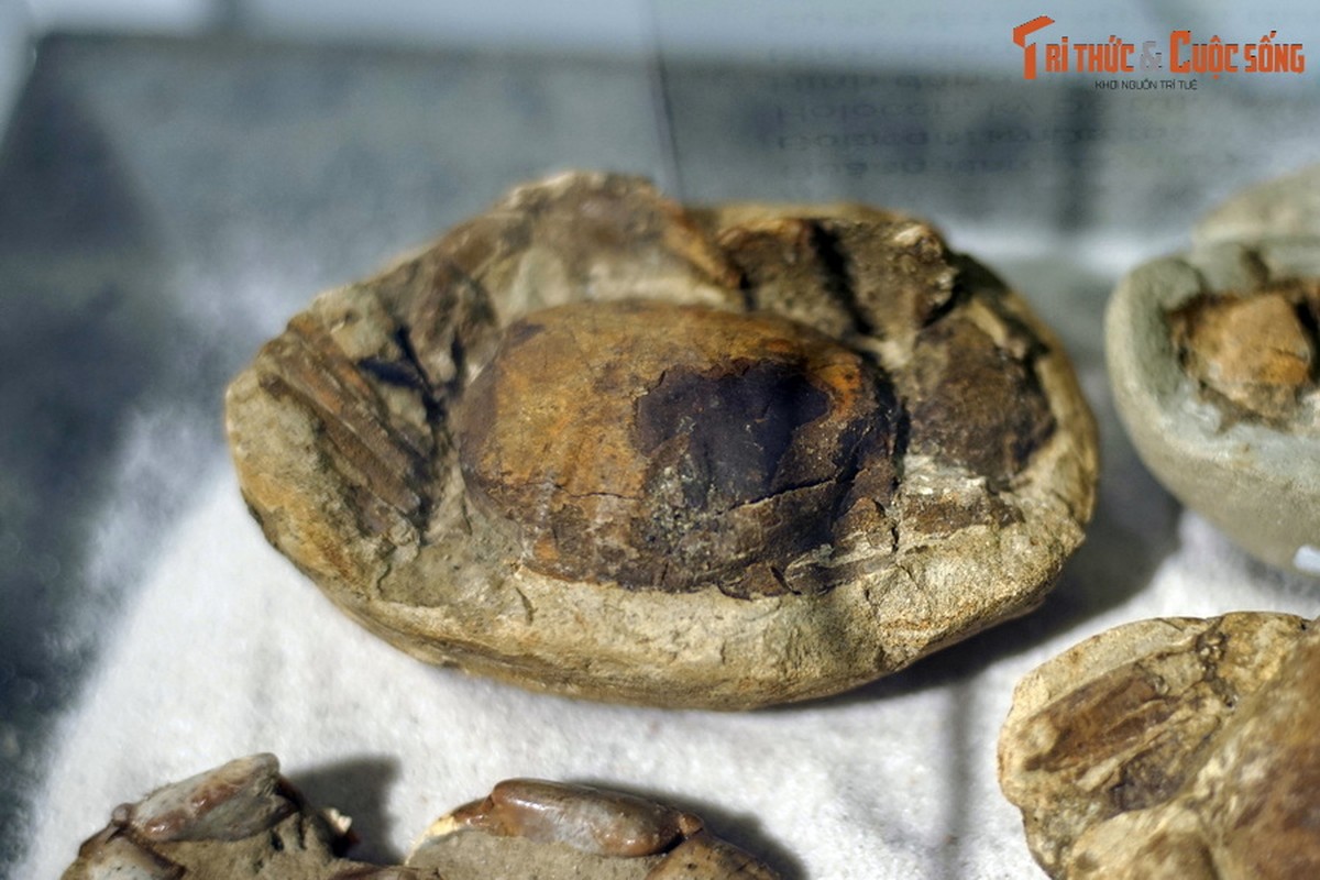 View - 	Cận cảnh hóa thạch vạn năm của hải sản trứ danh Quảng Nam