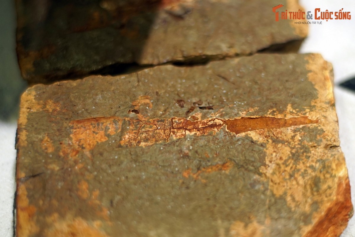 View - 	Hóa thạch cực đẹp của loài săn mồi trăm triệu tuổi ở Hà Nội 
