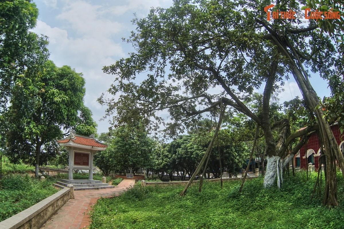 View - 	Chuyện về cây đa Bác Hồ trồng ở Đông Hội Đông Anh năm 1965