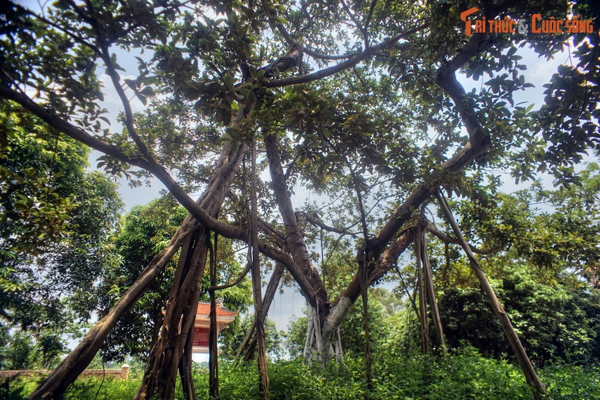 View - 	Chuyện về cây đa Bác Hồ trồng ở Đông Hội Đông Anh năm 1965