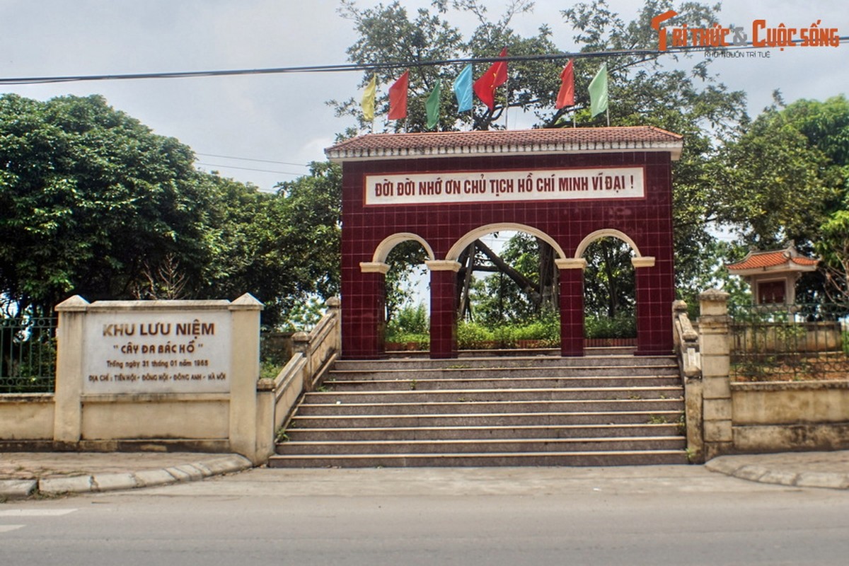 Chuyen ve cay da Bac Ho trong o Dong Hoi, Dong Anh nam 1965