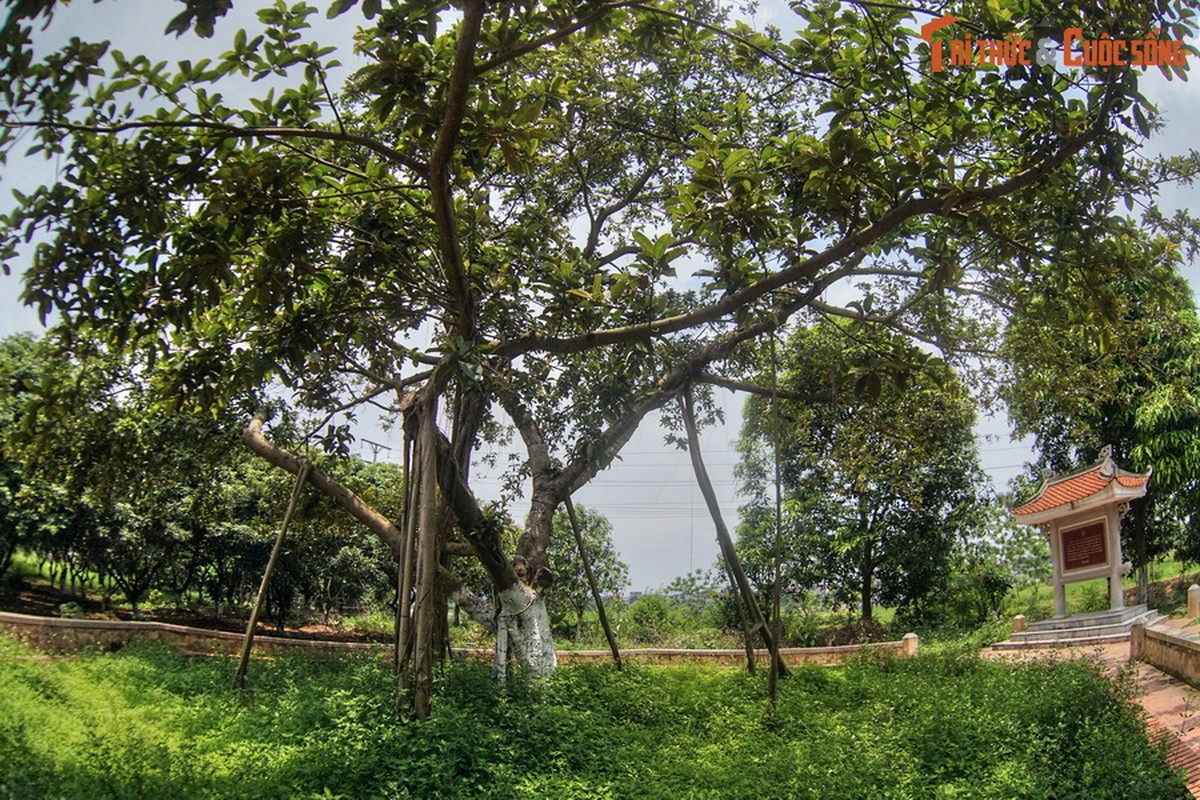 View - 	Chuyện về cây đa Bác Hồ trồng ở Đông Hội Đông Anh năm 1965