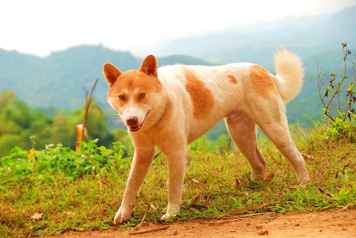 Kham pha “tu dai quoc khuyen” duoc in hinh tren tem buu chinh VN-Hinh-6