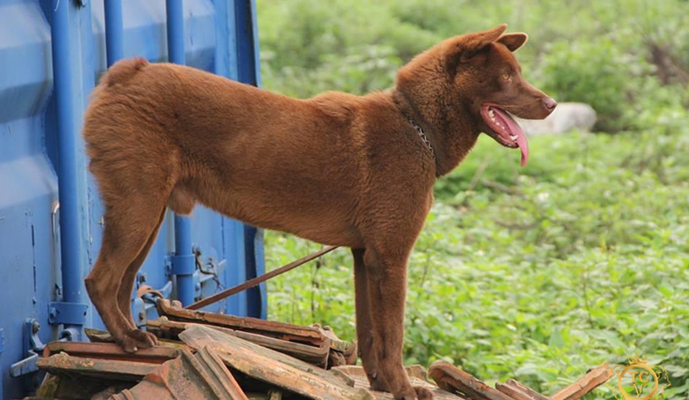 View - 	Khám phá tứ đại quốc khuyển được in hình trên tem bưu chính VN