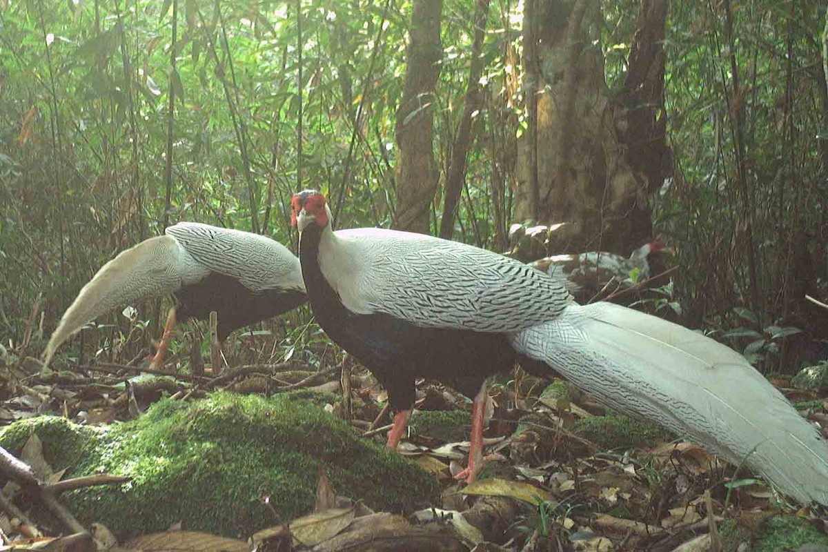 Dat bay anh, phat hien loat dong vat “quy hon vang” o VQG Vu Quang-Hinh-2