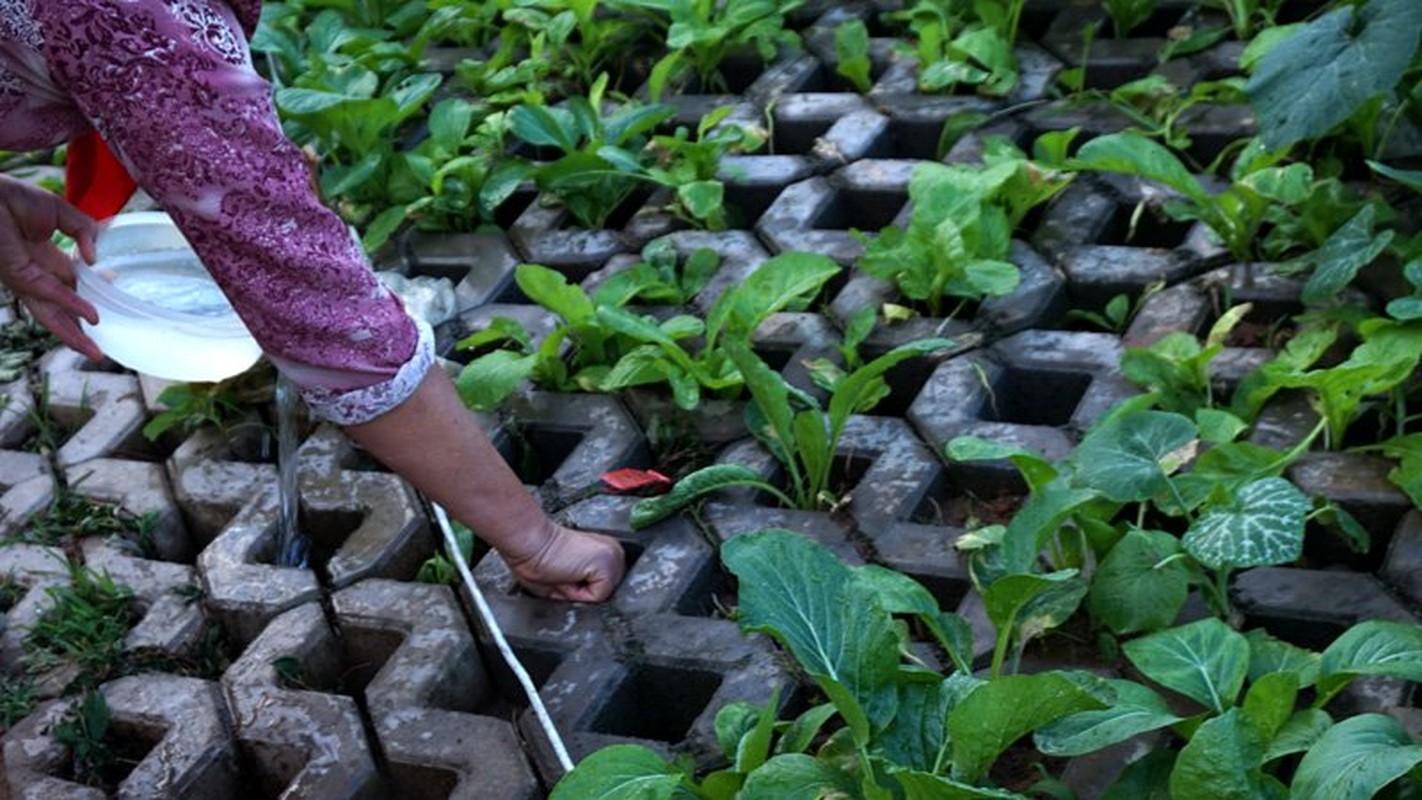 Xem nguoi Ha Noi trong rau hoc da nhu dan H'Mong-Hinh-4