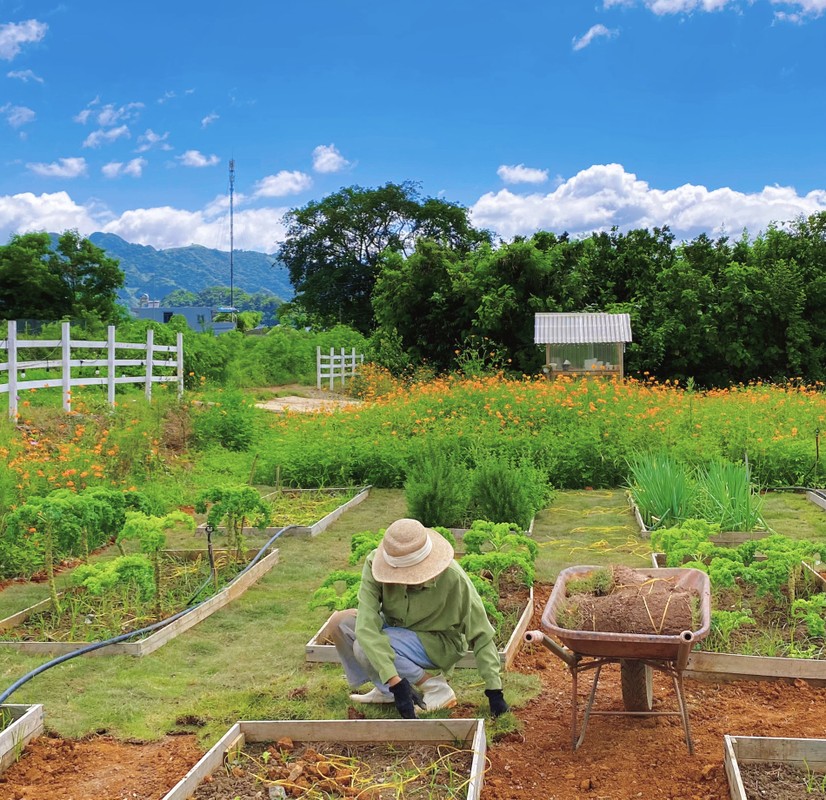 Thue manh dat Moc Chau 800m2 lam nha vuon chau Au van nguoi me-Hinh-5