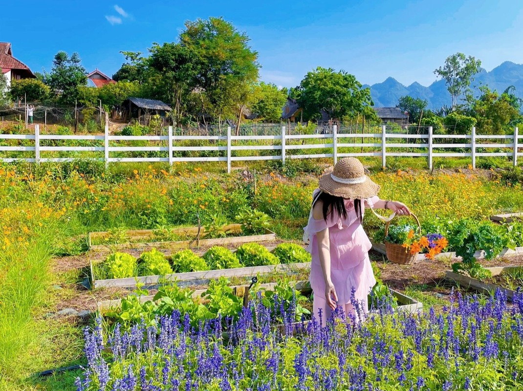 Thue manh dat Moc Chau 800m2 lam nha vuon chau Au van nguoi me