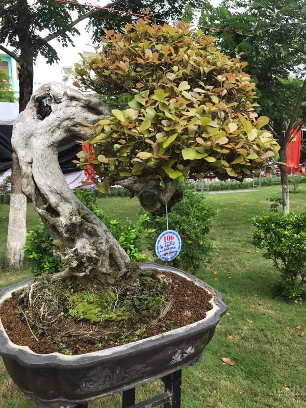 Can canh nhung cay bonsai dang dep gia den vai ty o Binh Dinh-Hinh-20