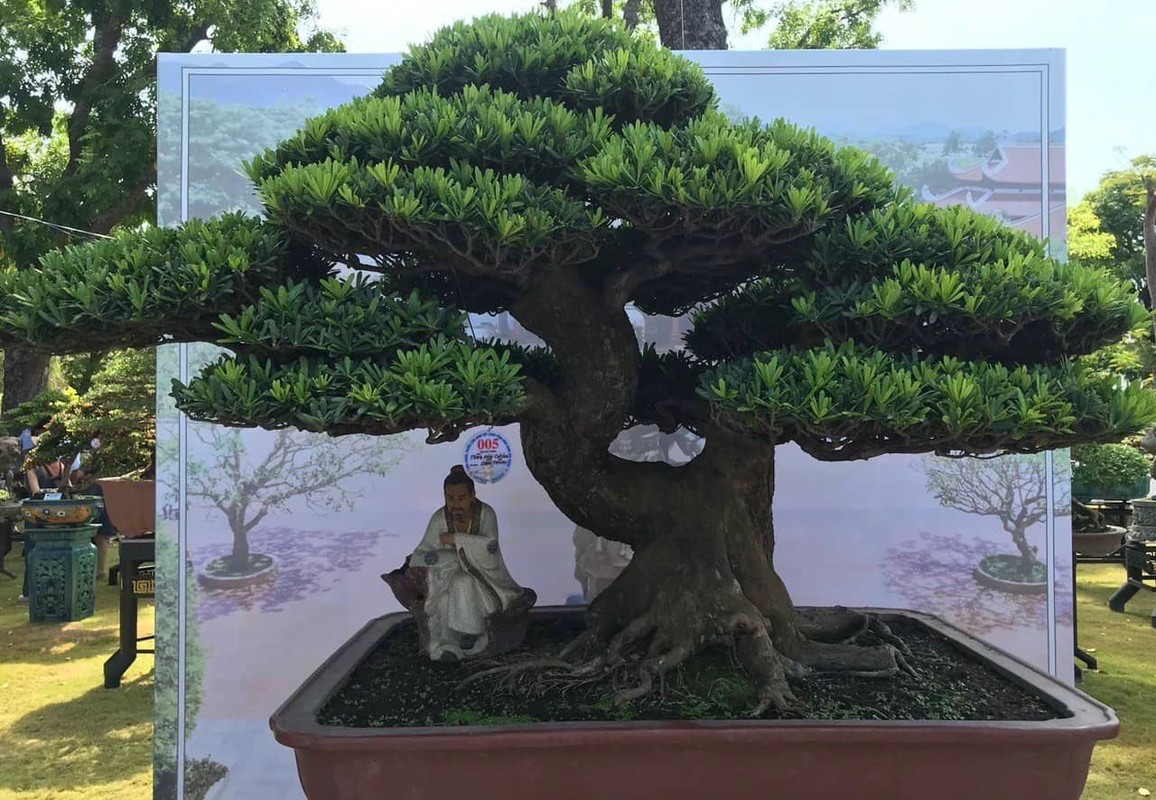 Can canh nhung cay bonsai dang dep gia den vai ty o Binh Dinh-Hinh-7