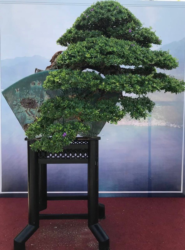 Can canh nhung cay bonsai dang dep gia den vai ty o Binh Dinh-Hinh-8