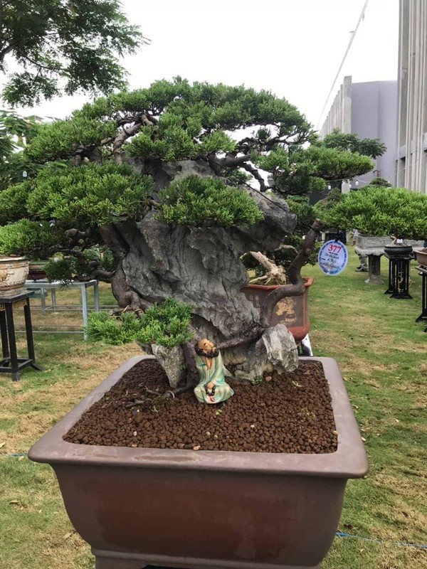 Can canh nhung cay bonsai dang dep gia den vai ty o Binh Dinh-Hinh-9