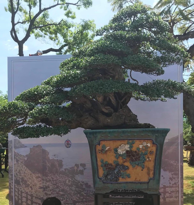 Can canh nhung cay bonsai dang dep gia den vai ty o Binh Dinh