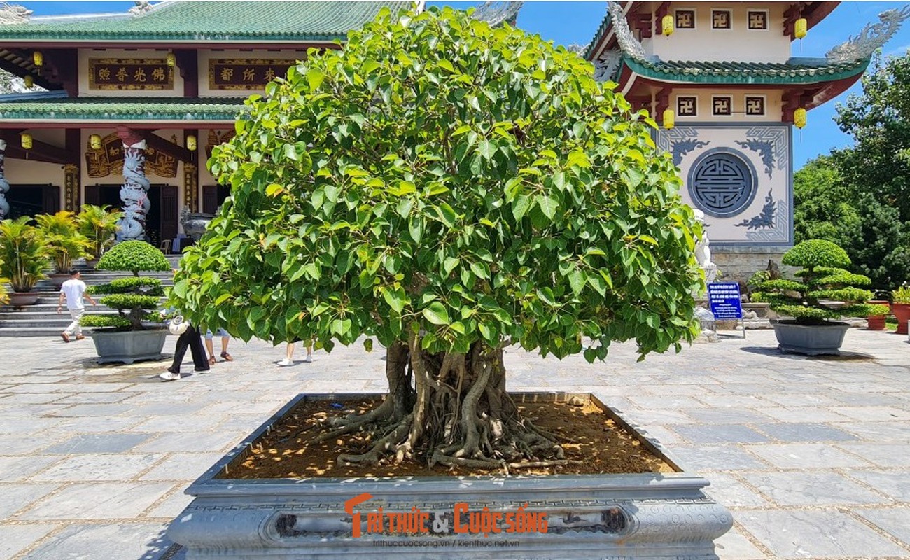 Can canh nhung cay bonsai 'vo gia' o ngoi chua linh thieng nhat Da thanh-Hinh-12