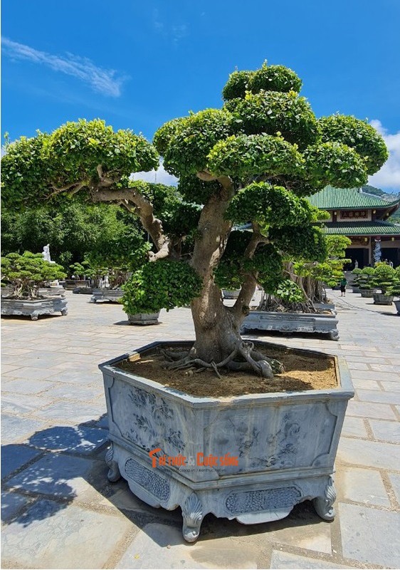 Can canh nhung cay bonsai 'vo gia' o ngoi chua linh thieng nhat Da thanh-Hinh-14