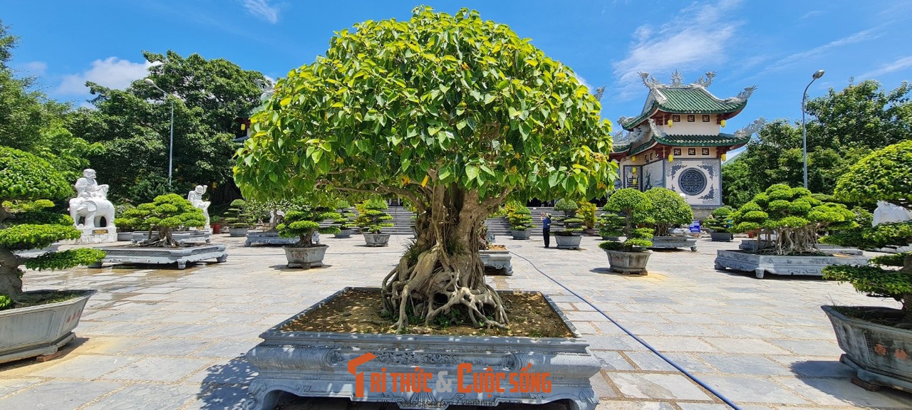 Can canh nhung cay bonsai 'vo gia' o ngoi chua linh thieng nhat Da thanh-Hinh-15