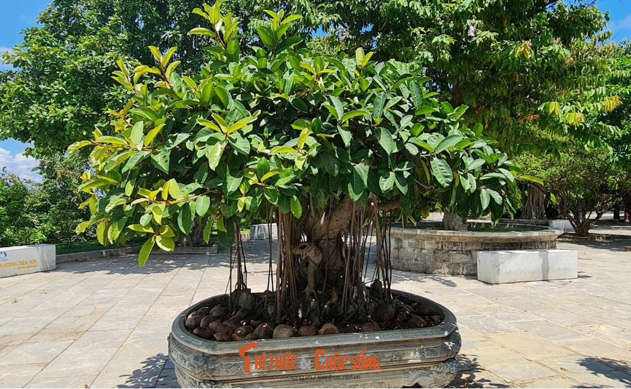 Can canh nhung cay bonsai 'vo gia' o ngoi chua linh thieng nhat Da thanh-Hinh-21
