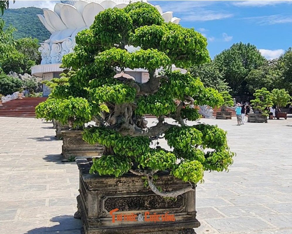 Can canh nhung cay bonsai 'vo gia' o ngoi chua linh thieng nhat Da thanh-Hinh-22