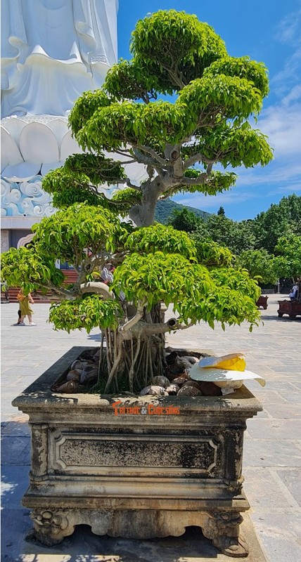 Can canh nhung cay bonsai 'vo gia' o ngoi chua linh thieng nhat Da thanh-Hinh-23