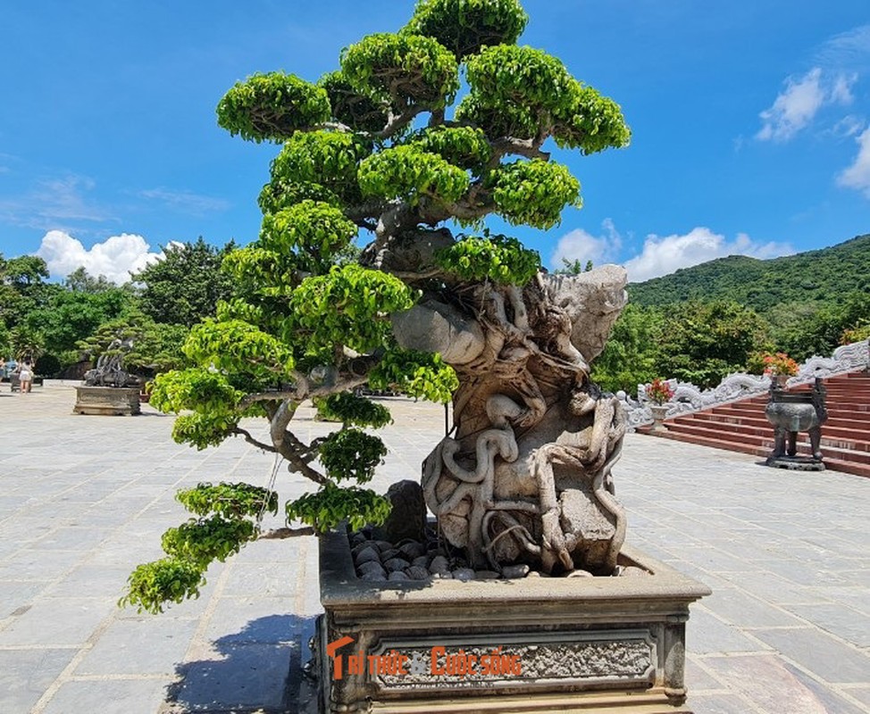 Can canh nhung cay bonsai 'vo gia' o ngoi chua linh thieng nhat Da thanh-Hinh-24