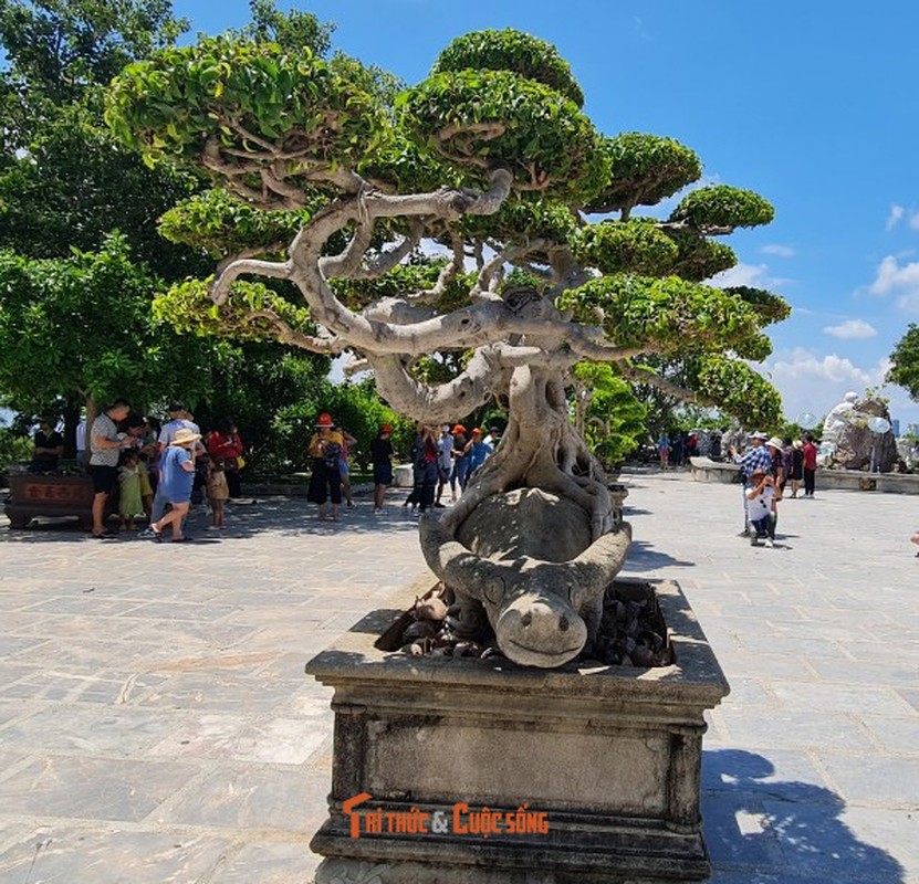 Can canh nhung cay bonsai 'vo gia' o ngoi chua linh thieng nhat Da thanh-Hinh-25