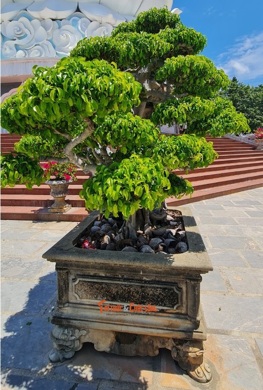 Can canh nhung cay bonsai 'vo gia' o ngoi chua linh thieng nhat Da thanh-Hinh-26