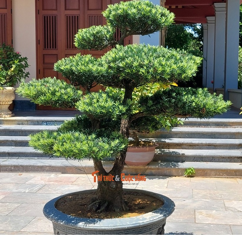Can canh nhung cay bonsai 'vo gia' o ngoi chua linh thieng nhat Da thanh-Hinh-33