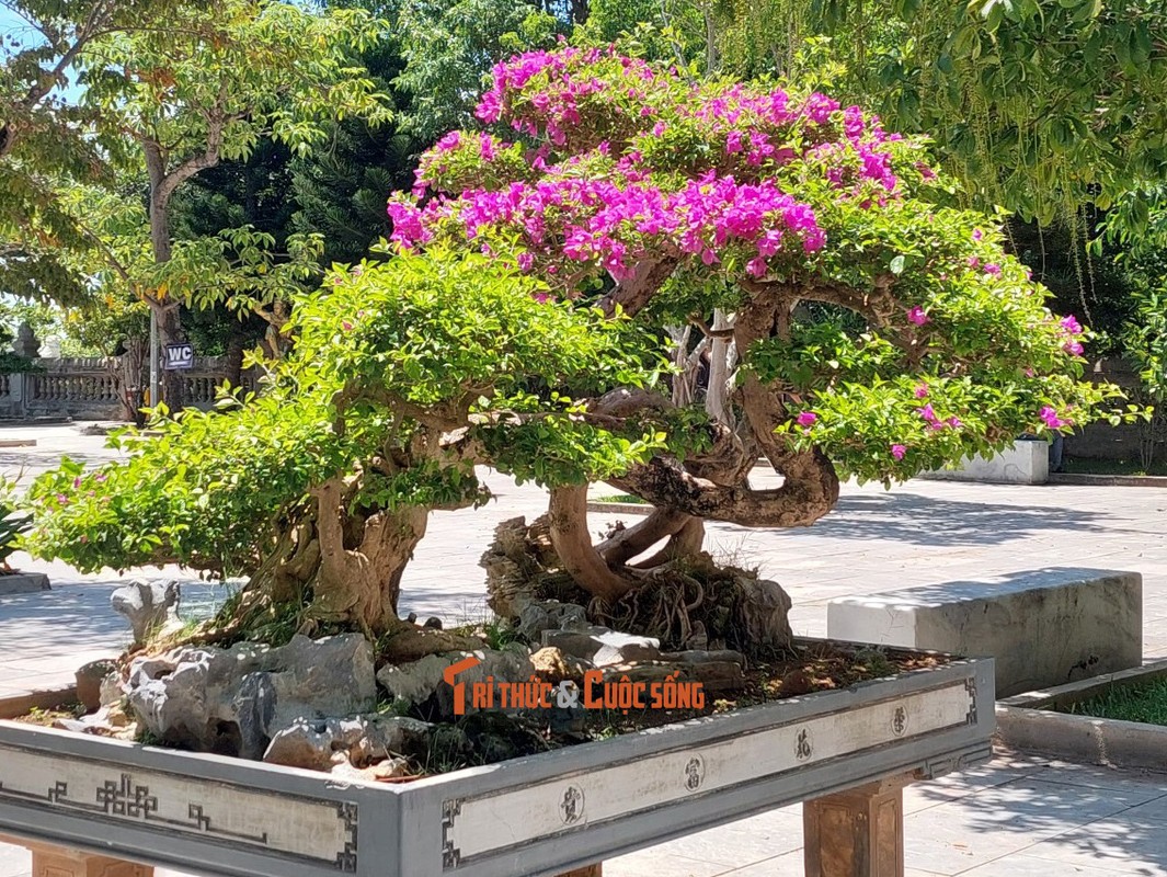 Can canh nhung cay bonsai 'vo gia' o ngoi chua linh thieng nhat Da thanh-Hinh-35