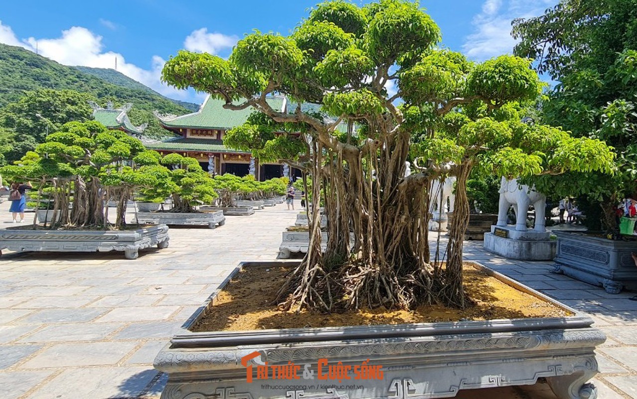 Can canh nhung cay bonsai 'vo gia' o ngoi chua linh thieng nhat Da thanh-Hinh-36