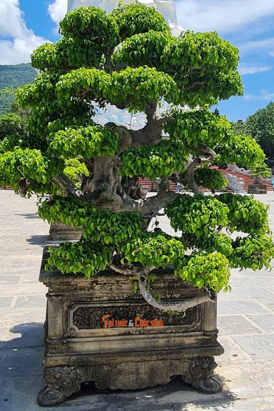 Can canh nhung cay bonsai 'vo gia' o ngoi chua linh thieng nhat Da thanh-Hinh-5