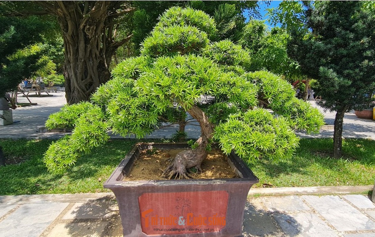 Can canh nhung cay bonsai 'vo gia' o ngoi chua linh thieng nhat Da thanh-Hinh-6