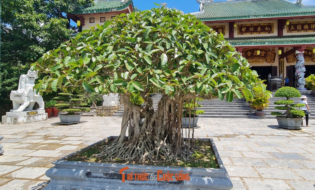 Can canh nhung cay bonsai 'vo gia' o ngoi chua linh thieng nhat Da thanh-Hinh-7