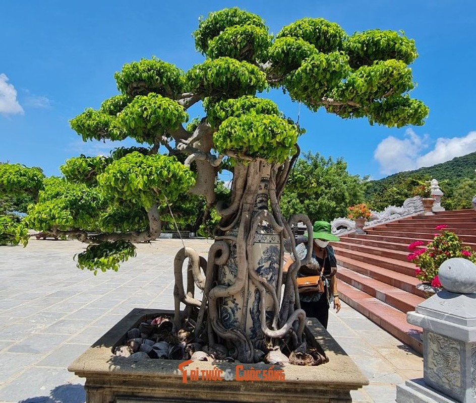 Can canh nhung cay bonsai 'vo gia' o ngoi chua linh thieng nhat Da thanh-Hinh-8