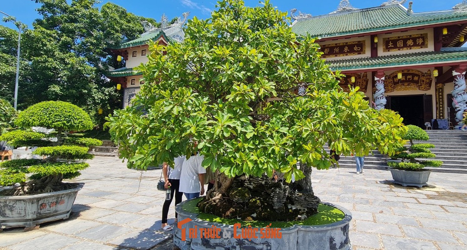 Can canh nhung cay bonsai 'vo gia' o ngoi chua linh thieng nhat Da thanh-Hinh-9