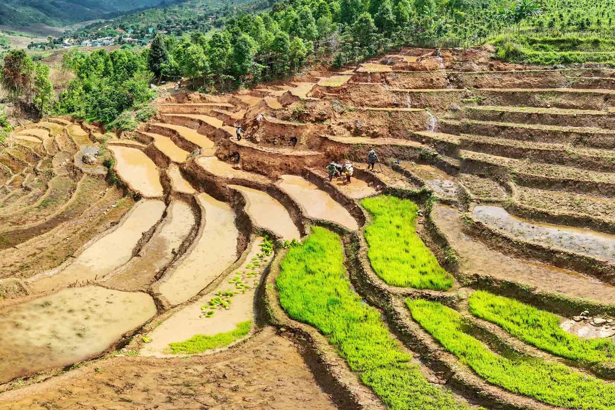 Ruong bac thang Tu Mo Rong dep lung linh mua nuoc do-Hinh-6