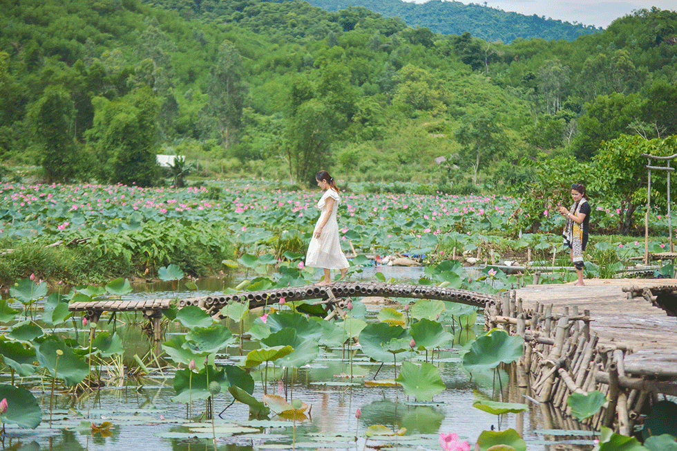 Co gi hap dan o canh dong sen lon nhat Quang Nam?-Hinh-8