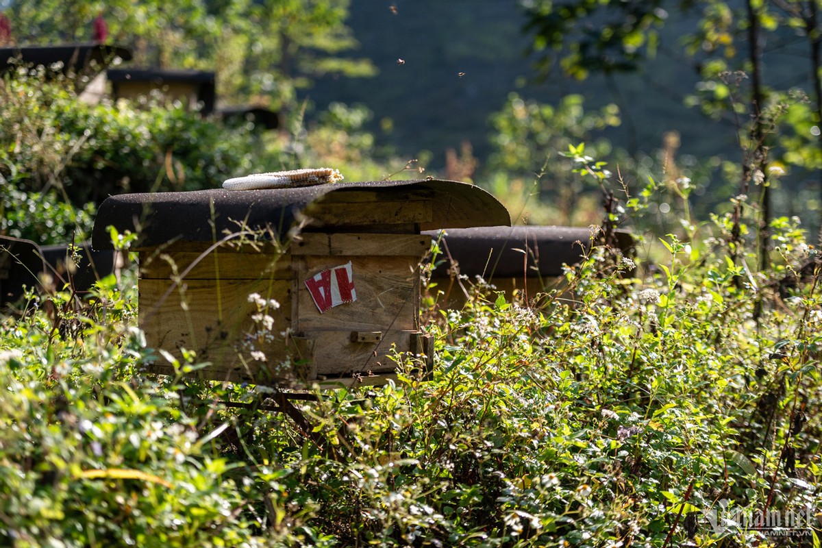 Len Ha Giang mua thu hoach mat ong hoa bac ha-Hinh-3