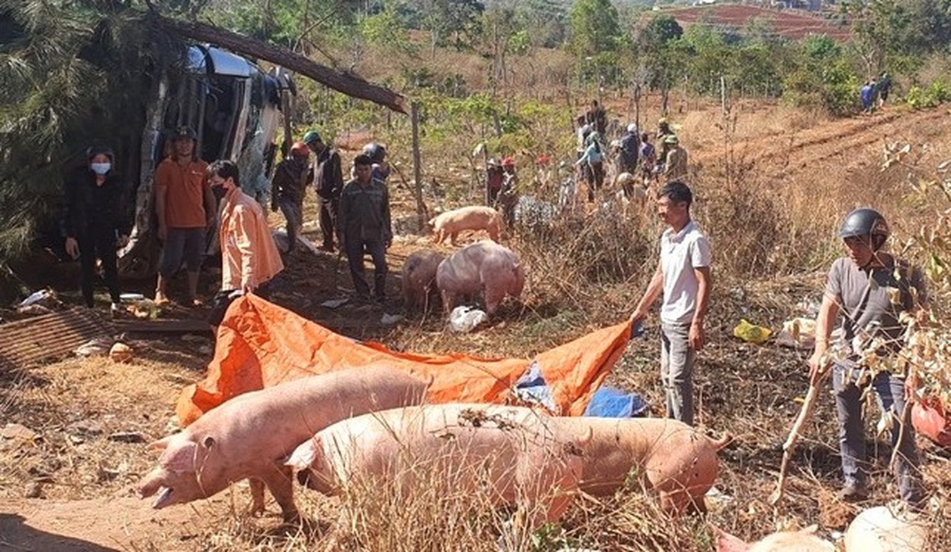 Hien truong vay bat hang tram con lon thao chay do lat xe tai Gia Lai-Hinh-8