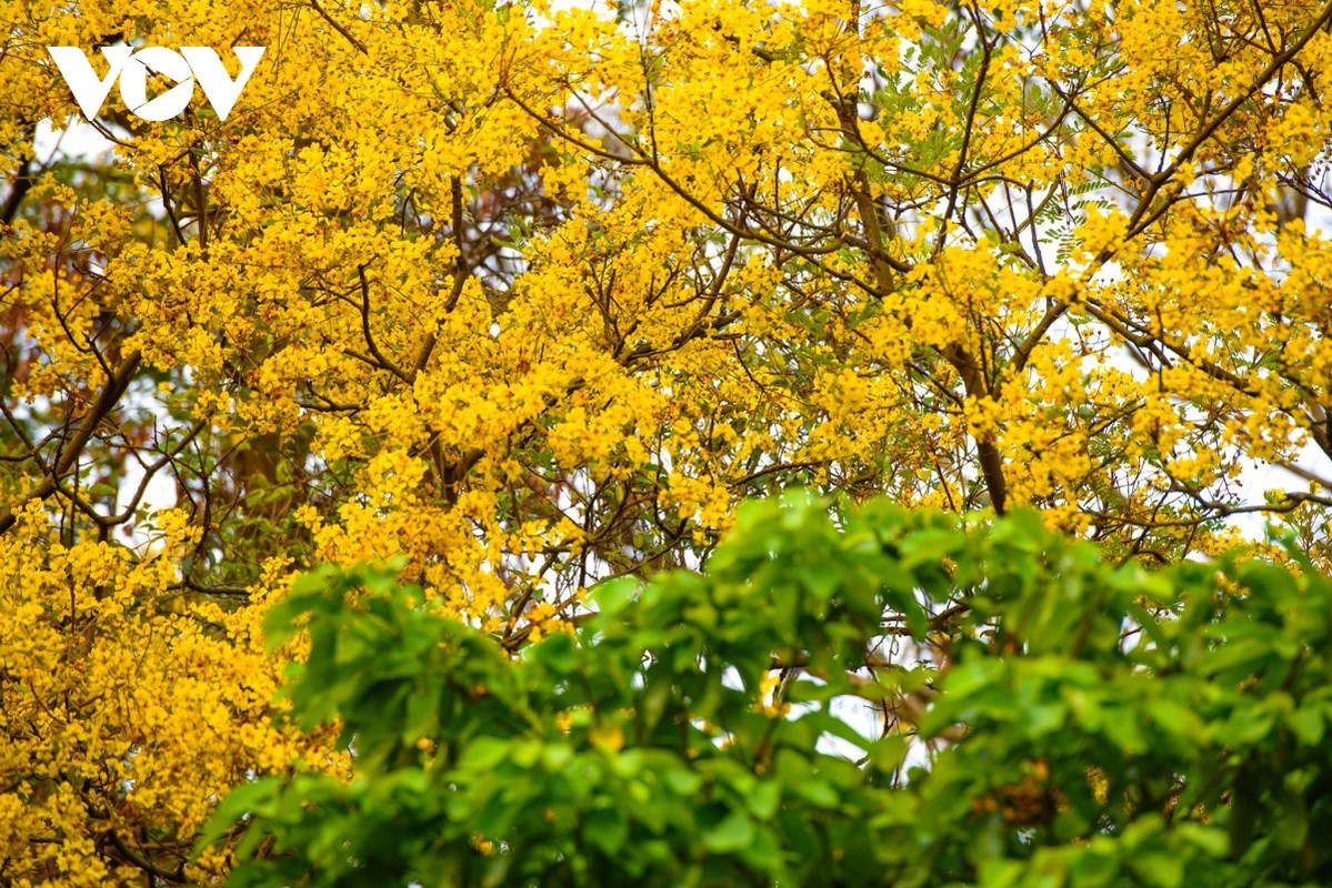 View - 	Lim xẹt loài hoa độc đáo phủ vàng một góc bán đảo Sơn Trà